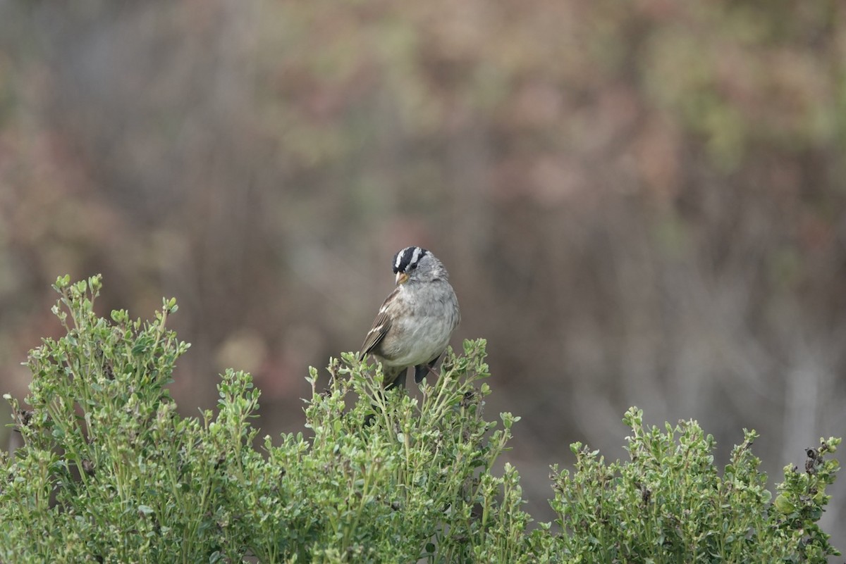 White-crowned Sparrow (nuttalli) - ML643206158