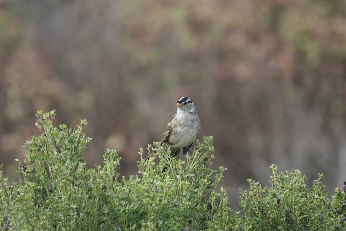 White-crowned Sparrow (nuttalli) - ML643206159