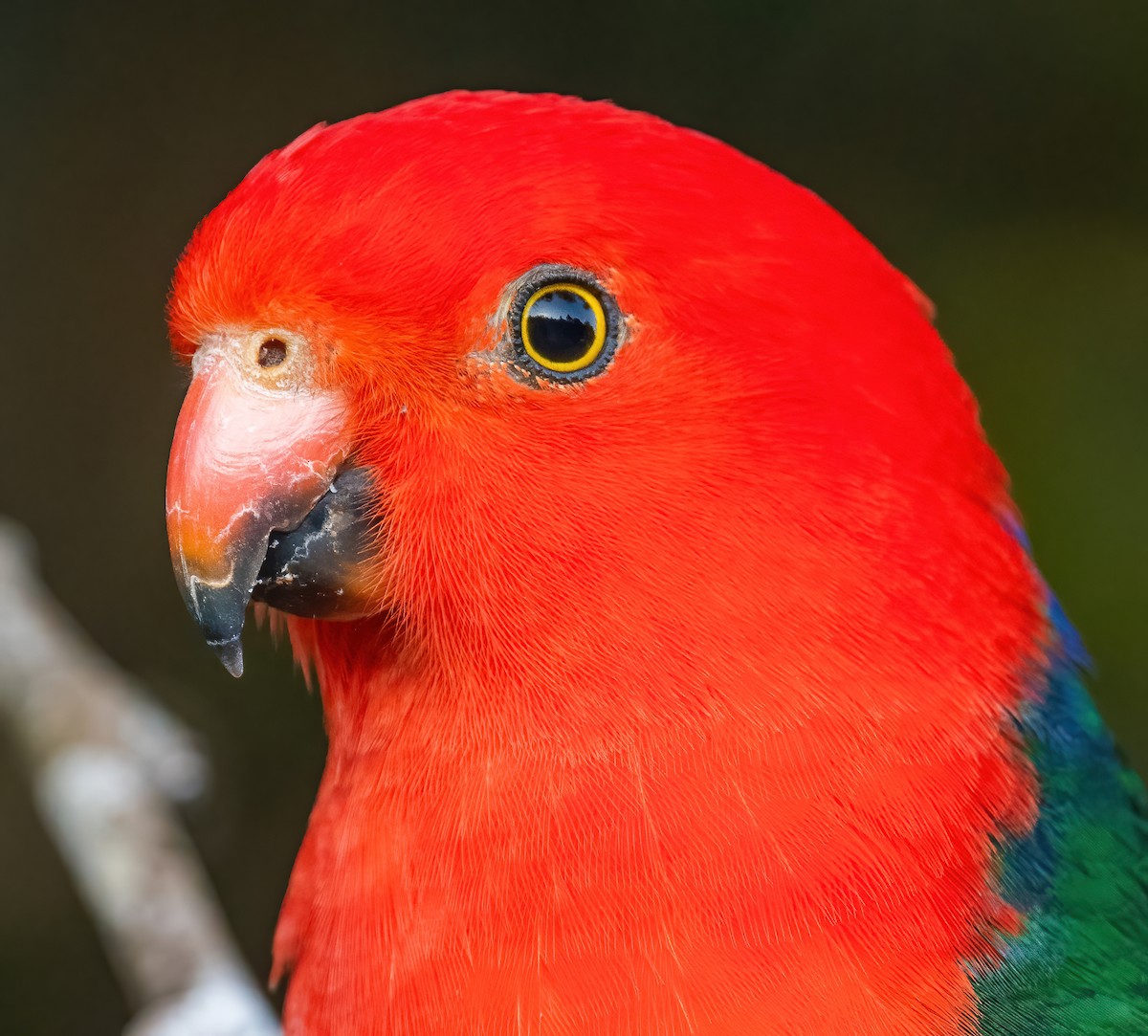 キンショウジョウインコ - ML643206164