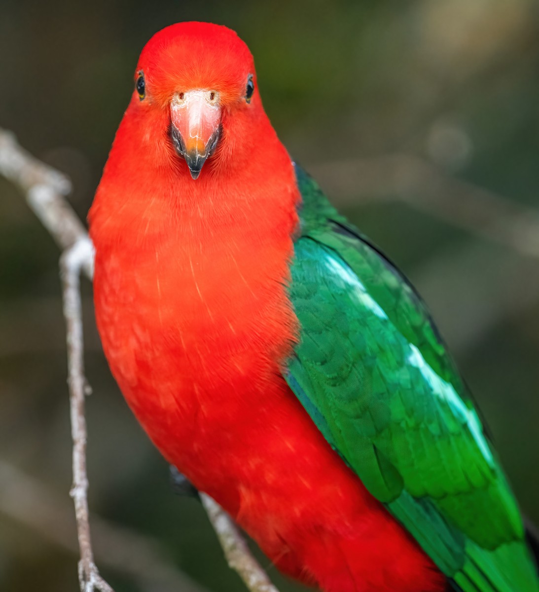 キンショウジョウインコ - ML643206165