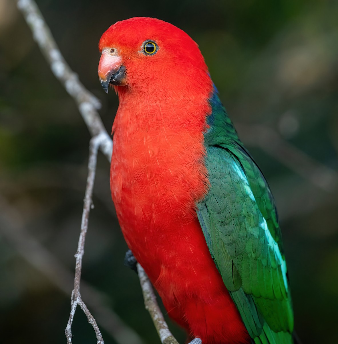 キンショウジョウインコ - ML643206167