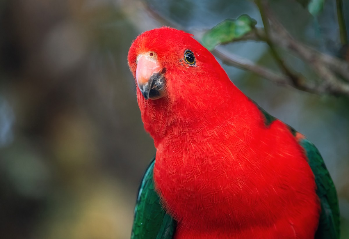 キンショウジョウインコ - ML643206168