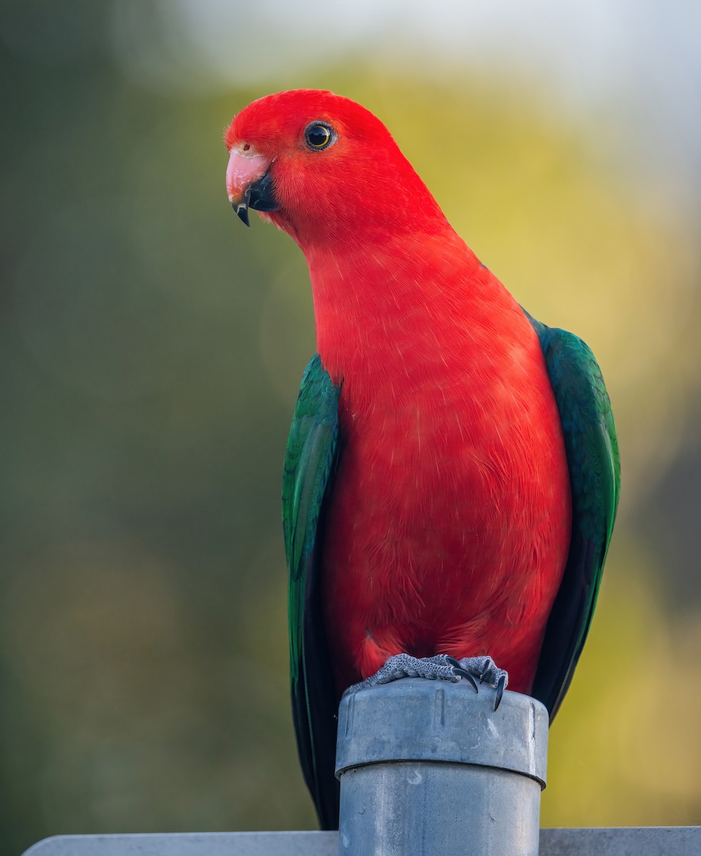 キンショウジョウインコ - ML643206169