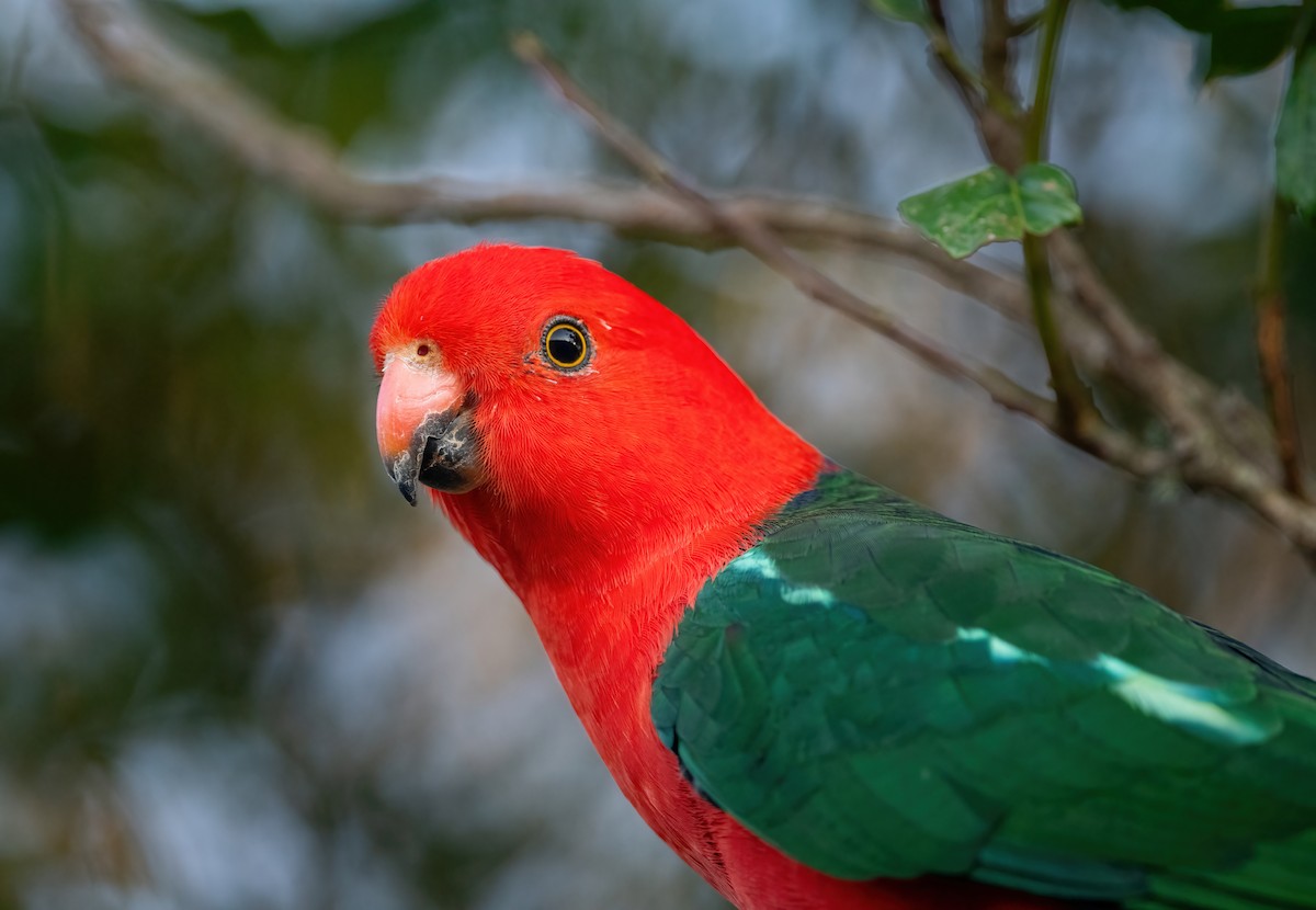 キンショウジョウインコ - ML643206170