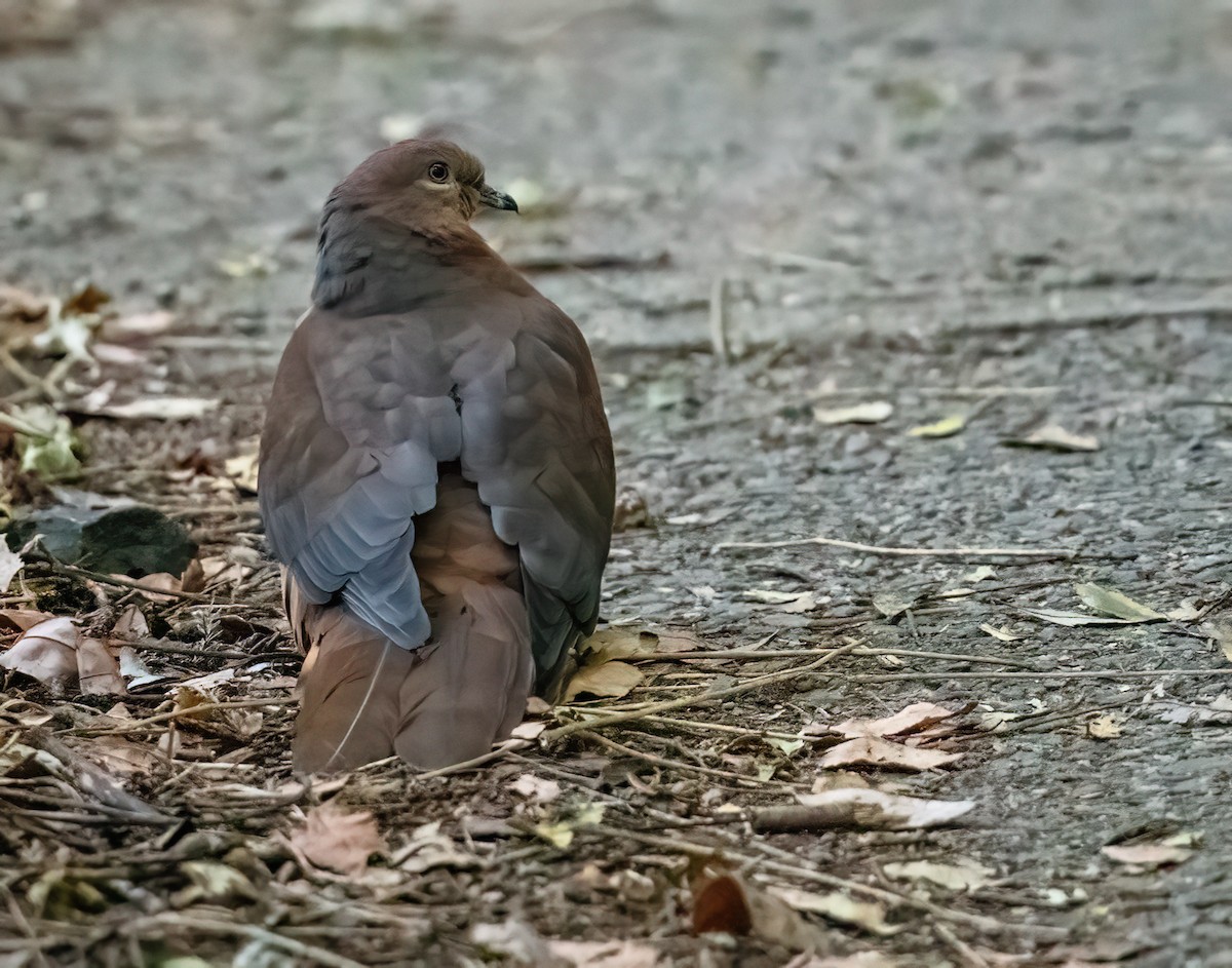 オナガバト - ML643206203