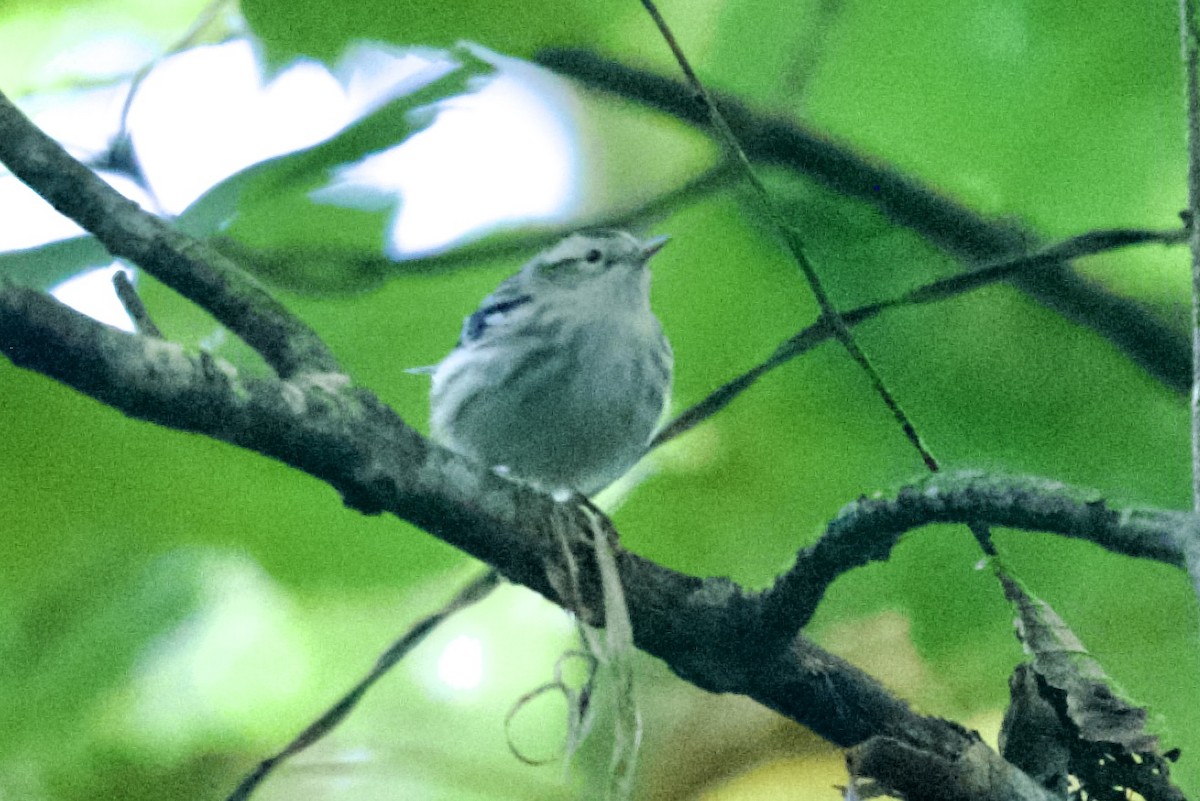 Black-and-white Warbler - ML643206206