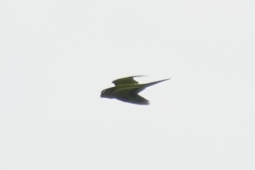 Conure pavouane - ML643206221
