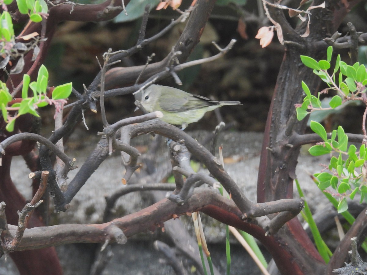 Vireo Gorjeador - ML643206286