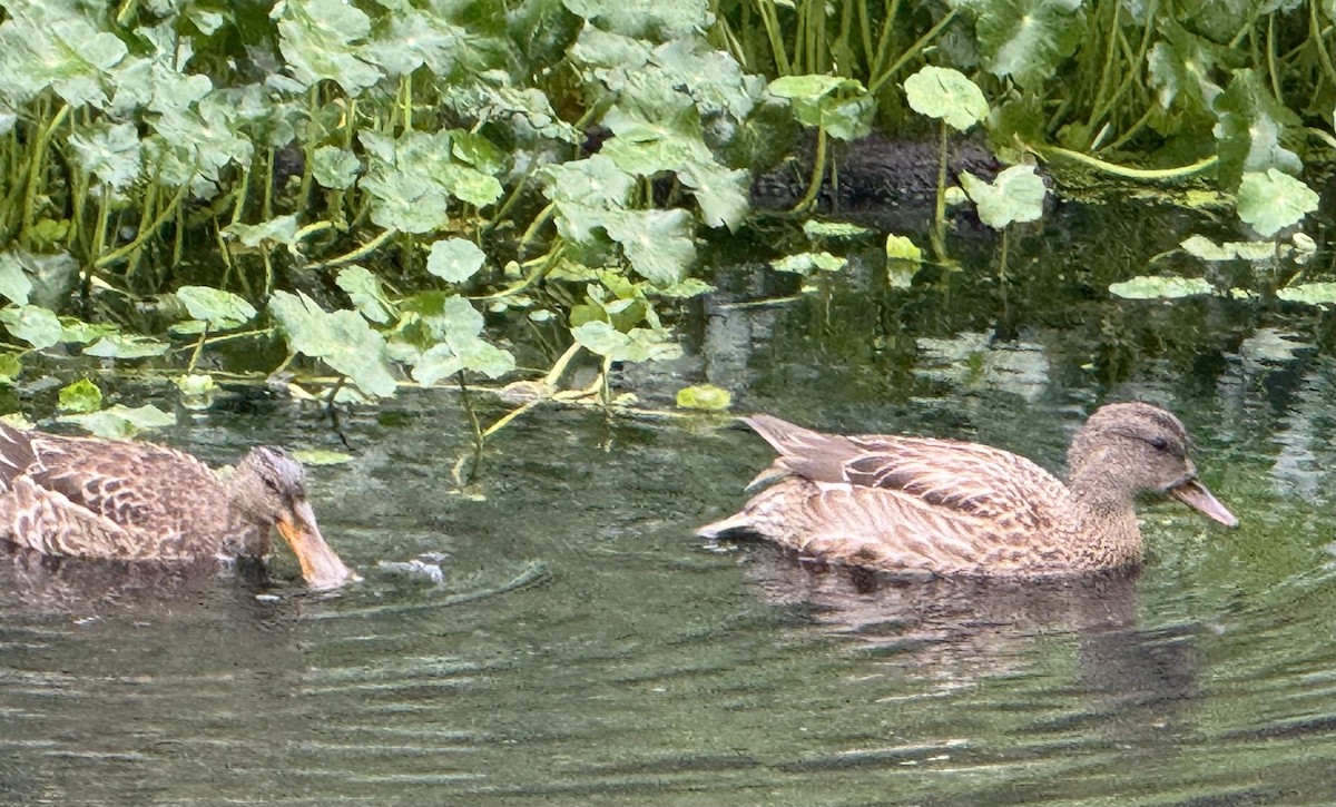 Northern Shoveler - ML643206309