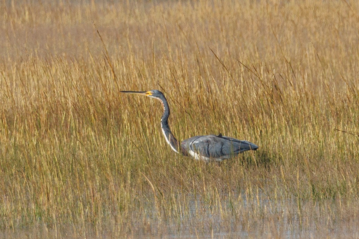 Tricolored Heron - ML643206339