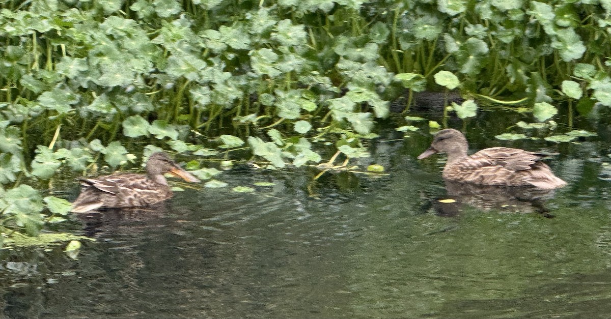 Northern Shoveler - ML643206340