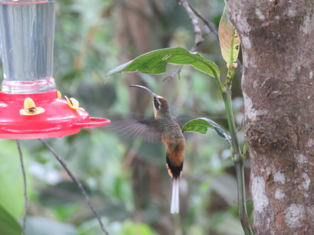 Tawny-bellied Hermit - ML643206371