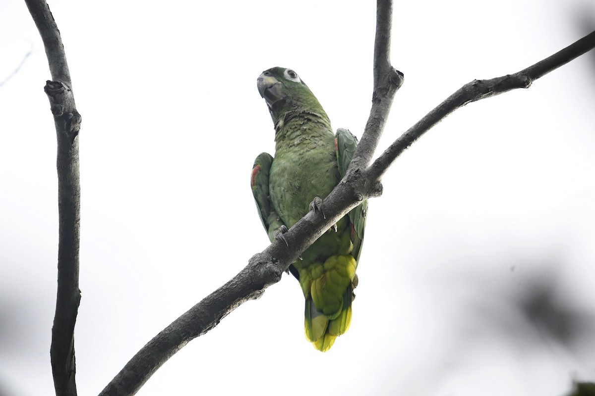 Mealy Amazon - ML643206379