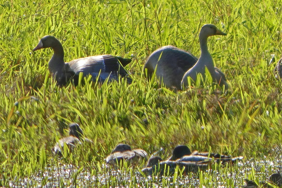 eBird Checklist - 8 Oct 2025 - Billy Frank Jr. Nisqually NWR - 53 ...