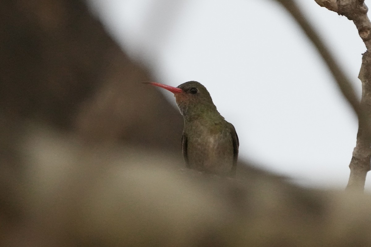 Gilded Hummingbird - ML643206454