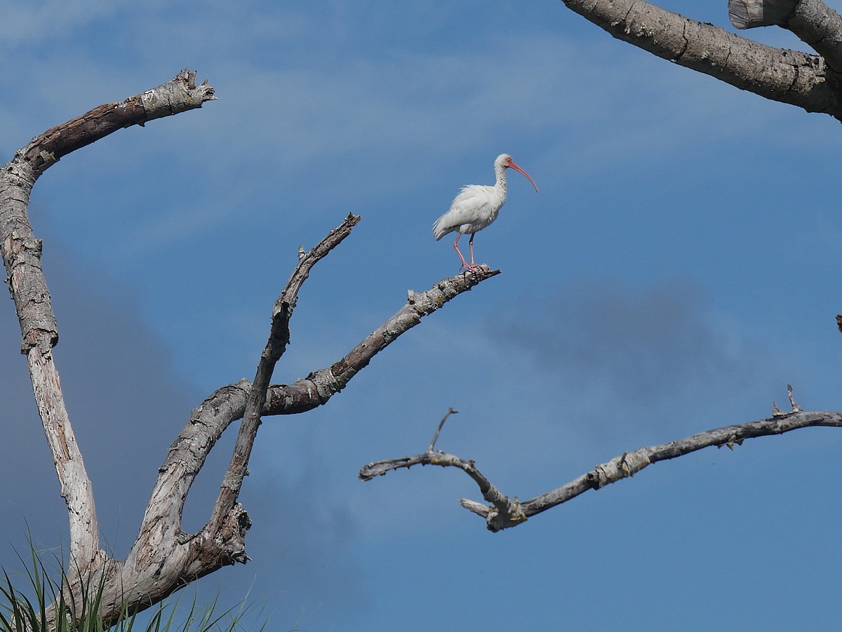 White Ibis - ML643206467
