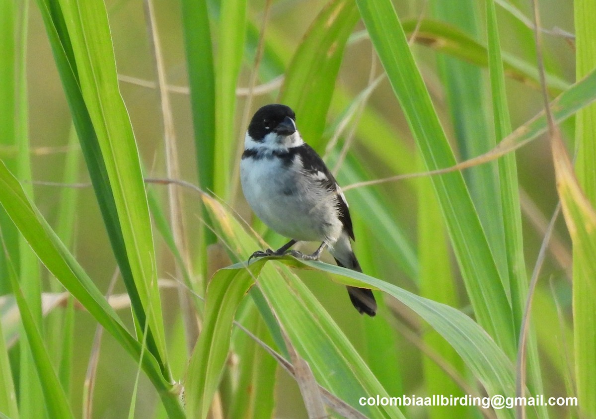 Wing-barred Seedeater - ML643206476