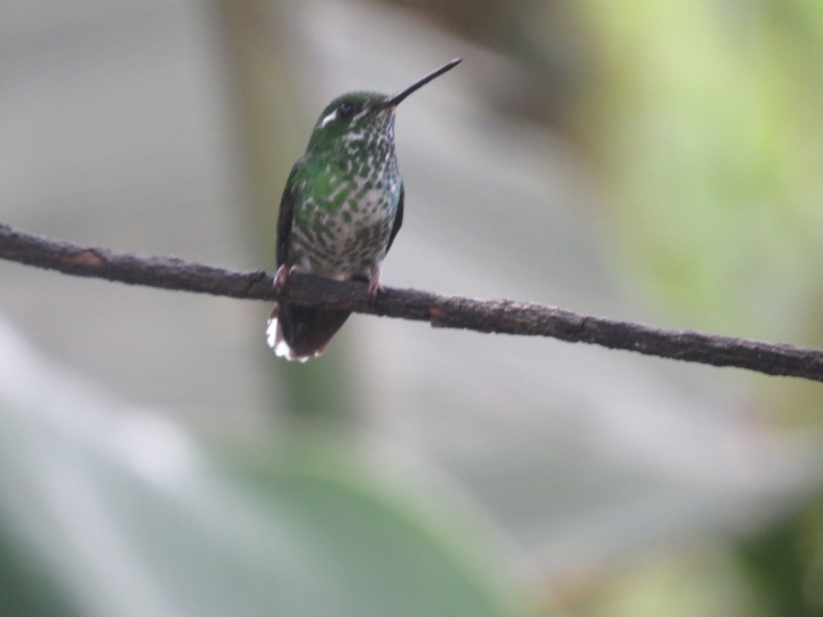 Purple-bibbed Whitetip - ML643206477