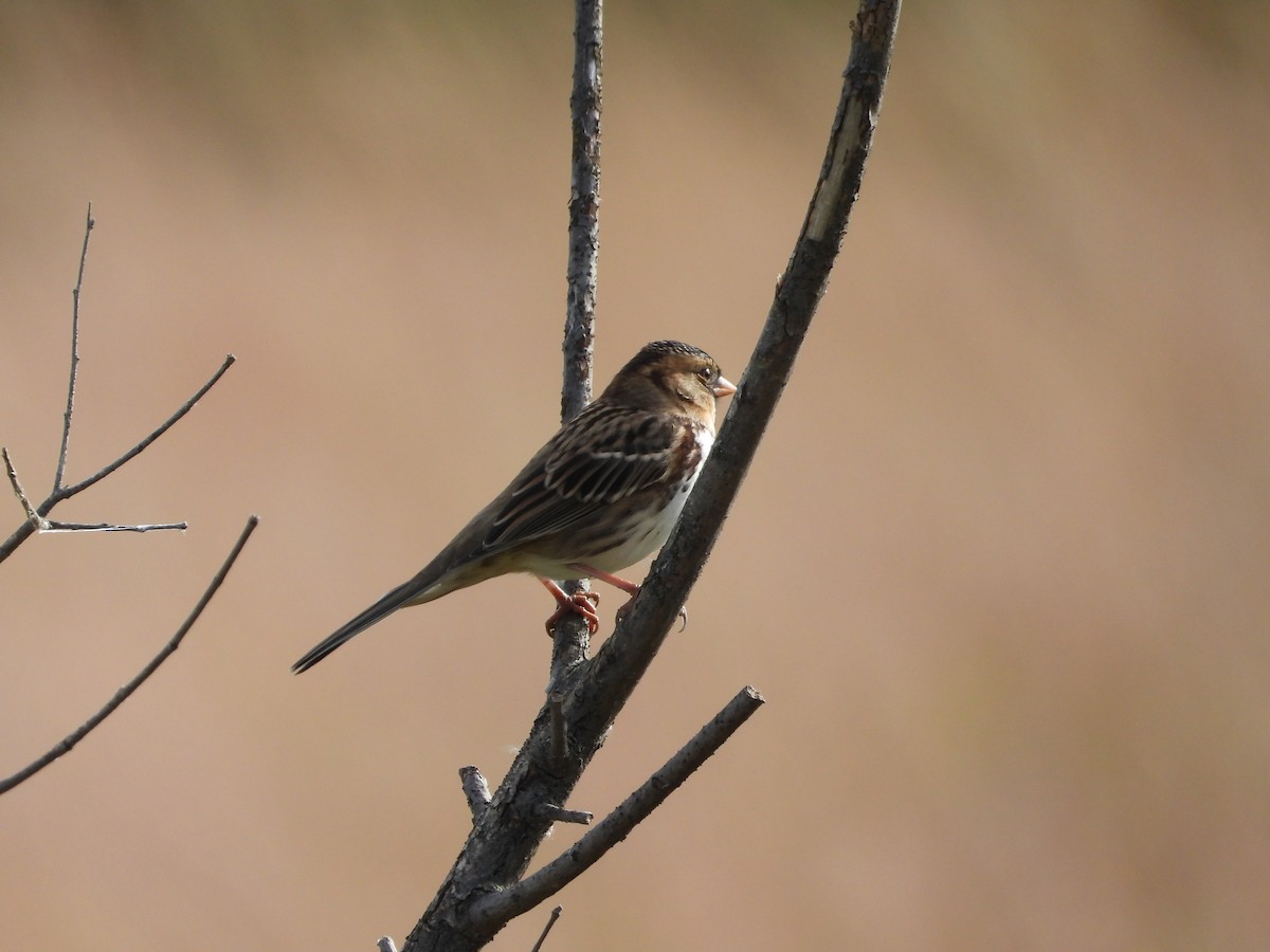 Harris's Sparrow - ML643206478