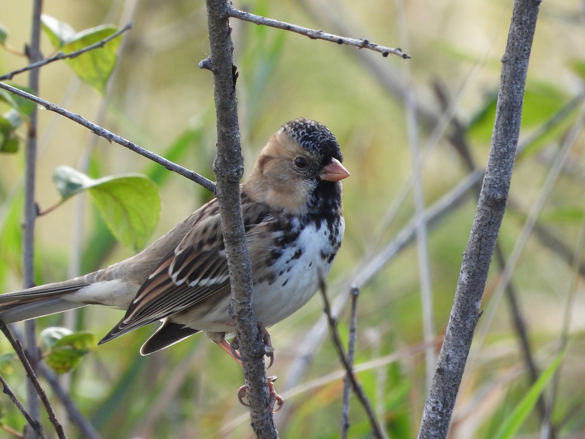 Harris's Sparrow - ML643206481