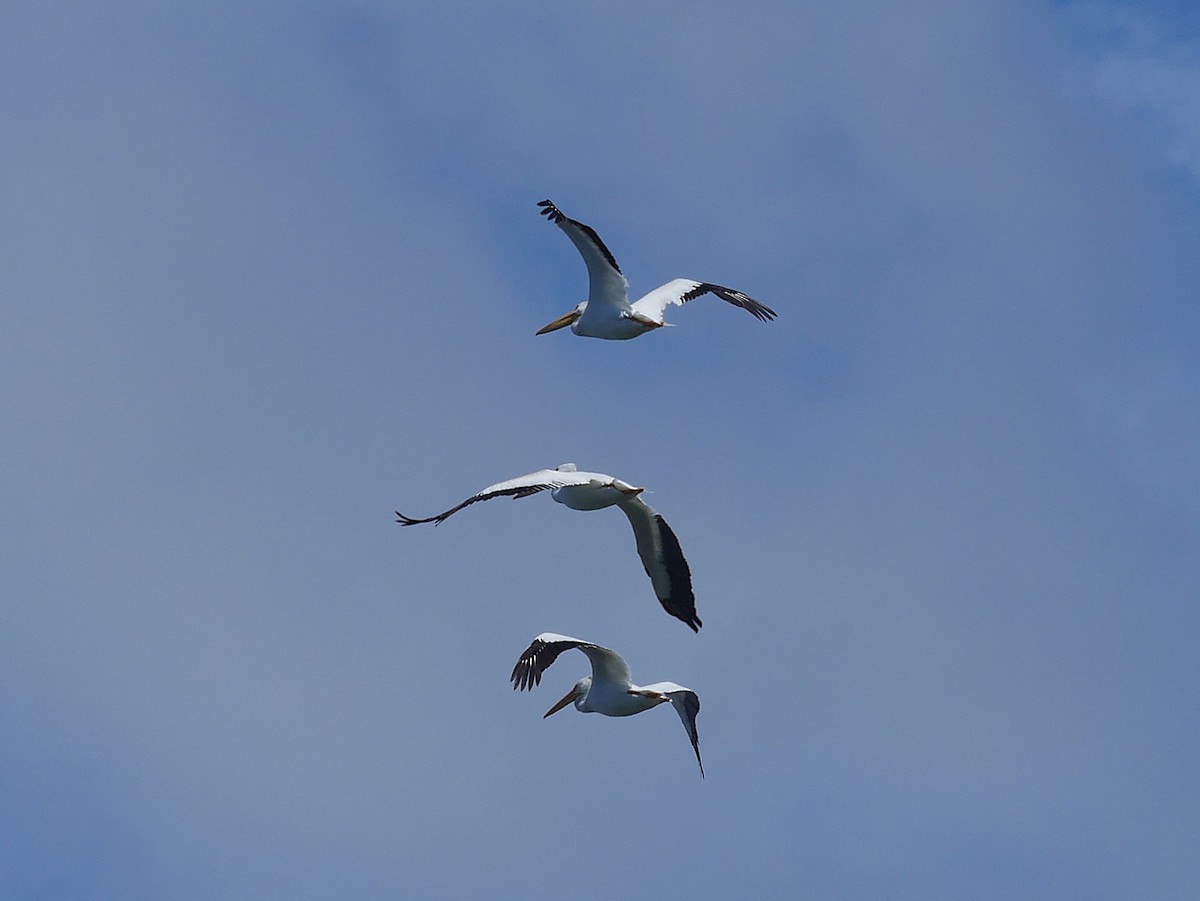 American White Pelican - ML643206487