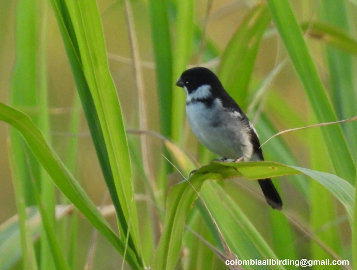 Wing-barred Seedeater - ML643206501