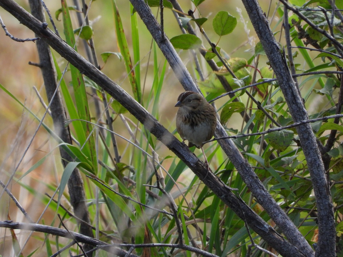 Lincoln's Sparrow - ML643206503