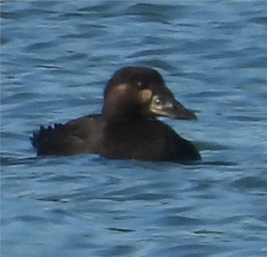 Surf Scoter - ML643206543
