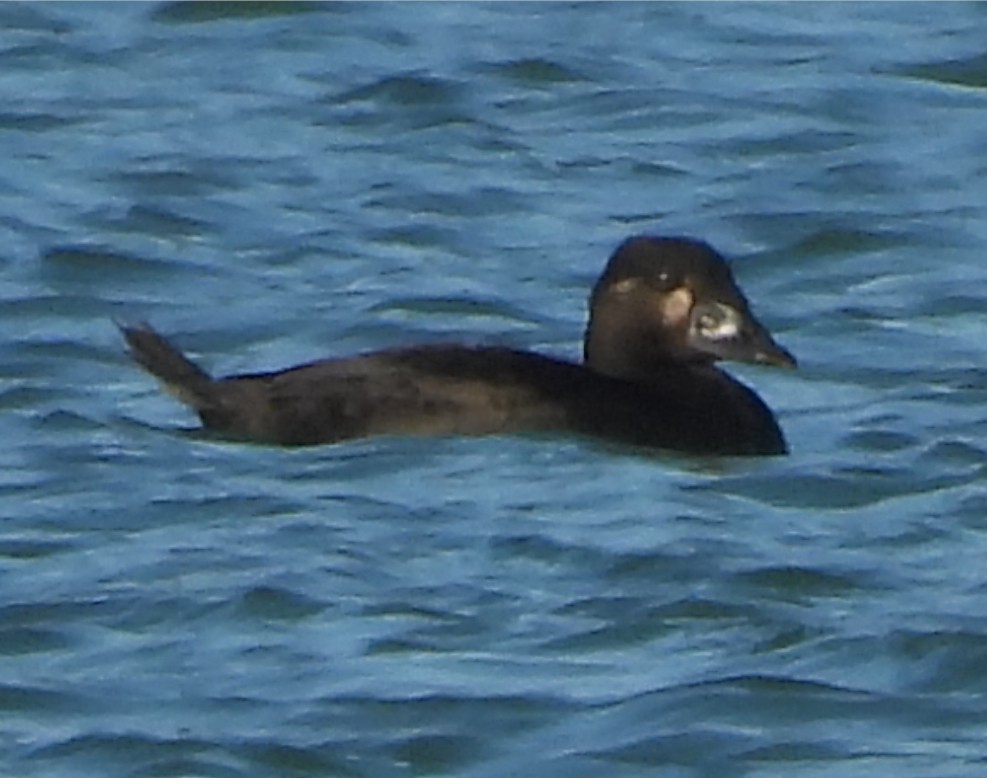 Surf Scoter - ML643206544