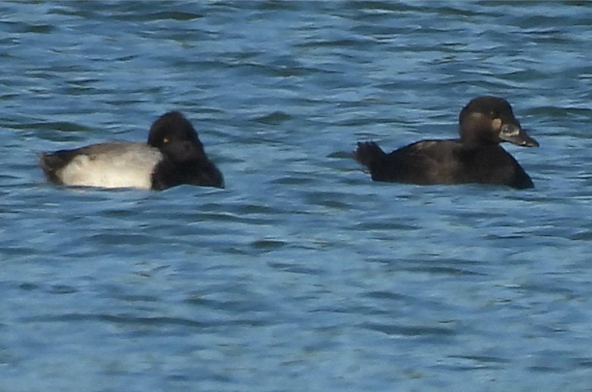 Surf Scoter - ML643206545