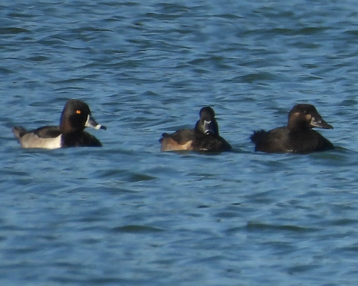 Surf Scoter - ML643206547