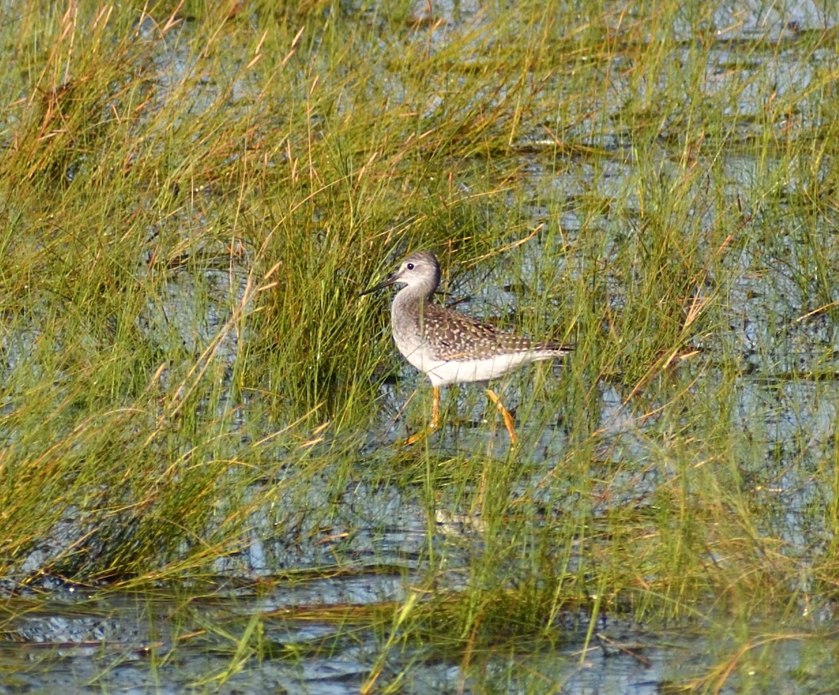 Lesser/Greater Yellowlegs - ML643206554