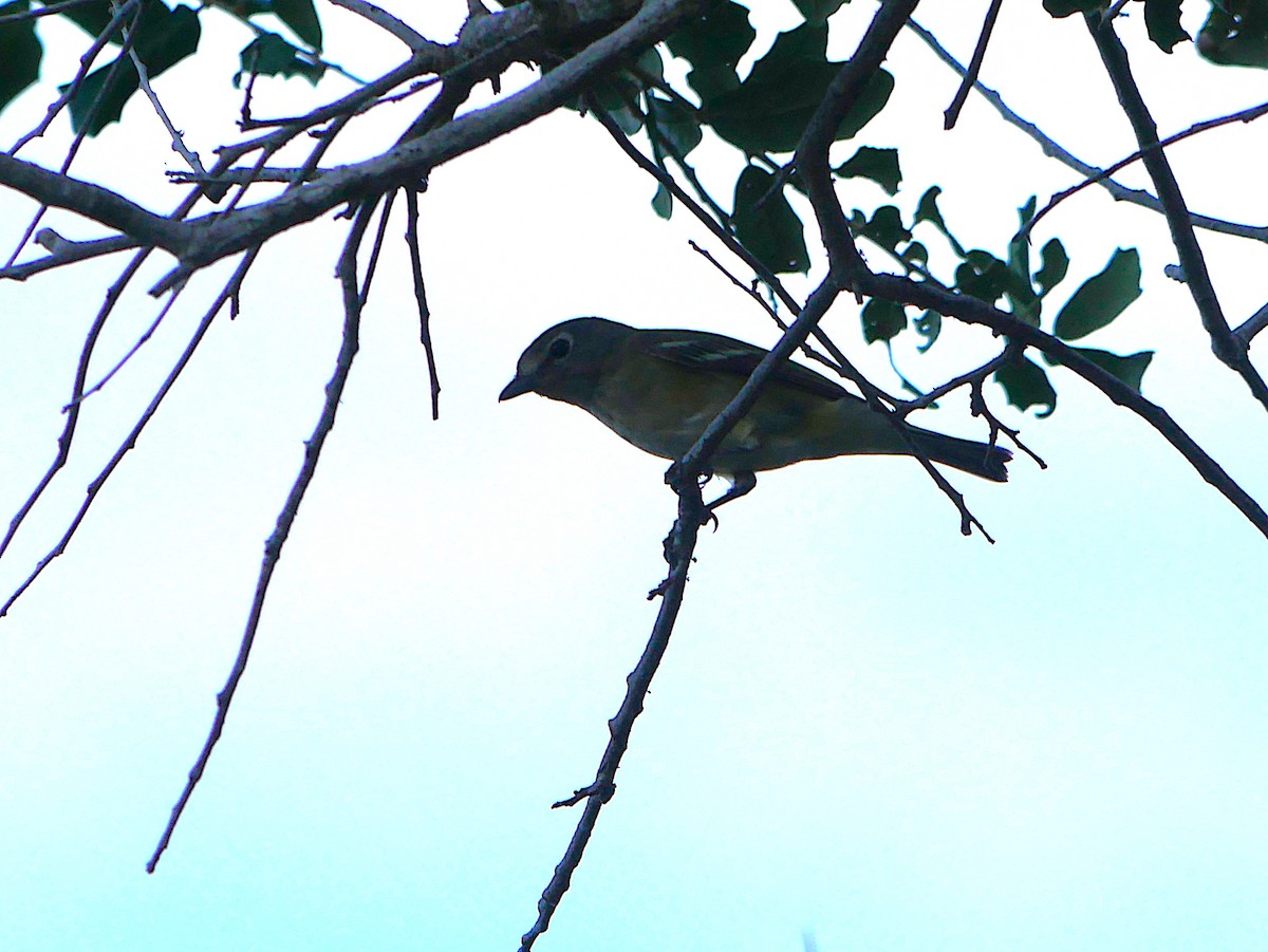 Blue-headed Vireo - ML643206566