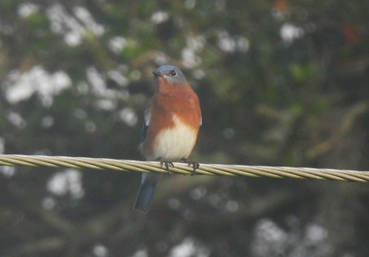 Eastern Bluebird - ML643206579