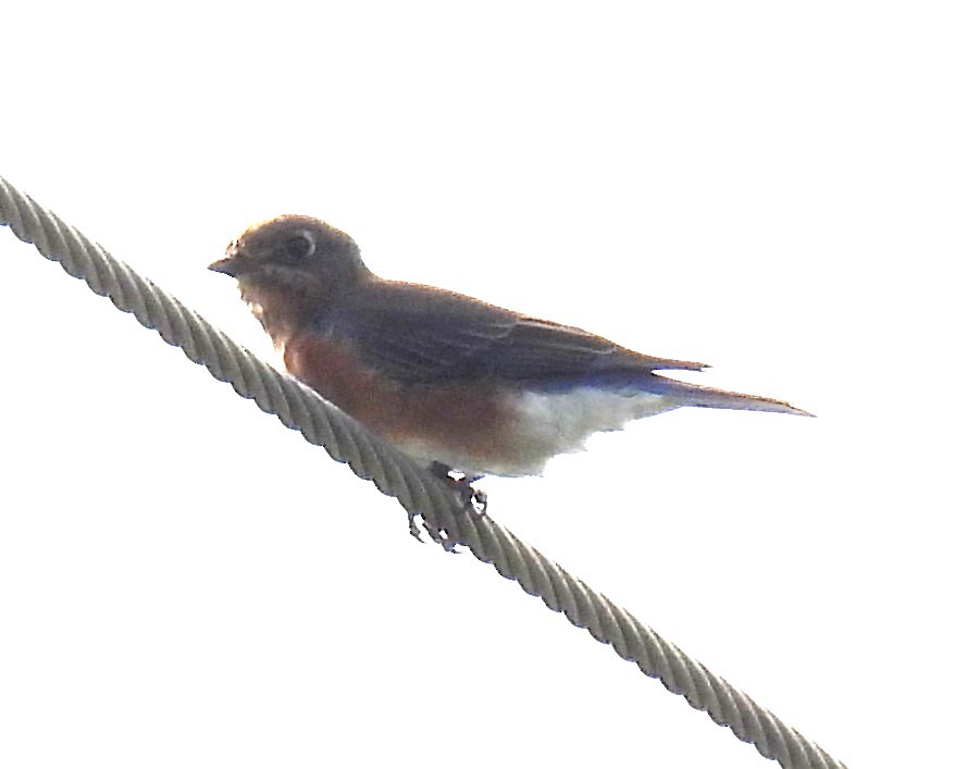 Eastern Bluebird - ML643206609