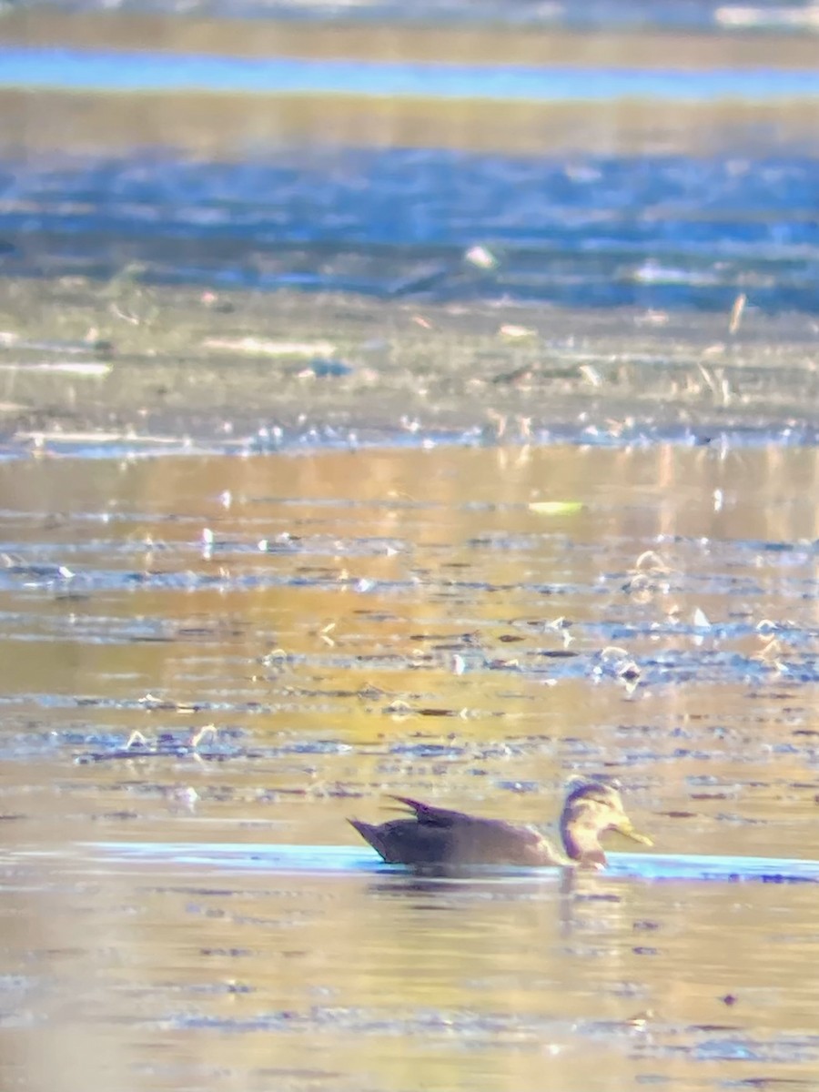 ברווז שחור אמריקני - ML643206652