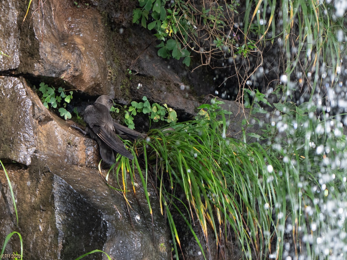 fosseseiler - ML643206677