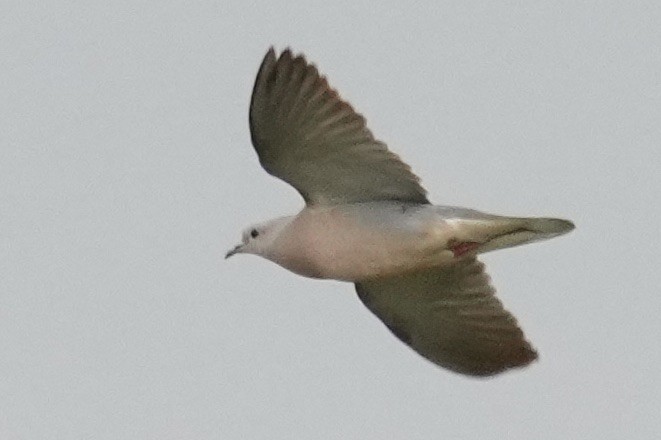 Pale-vented Pigeon - ML643206679