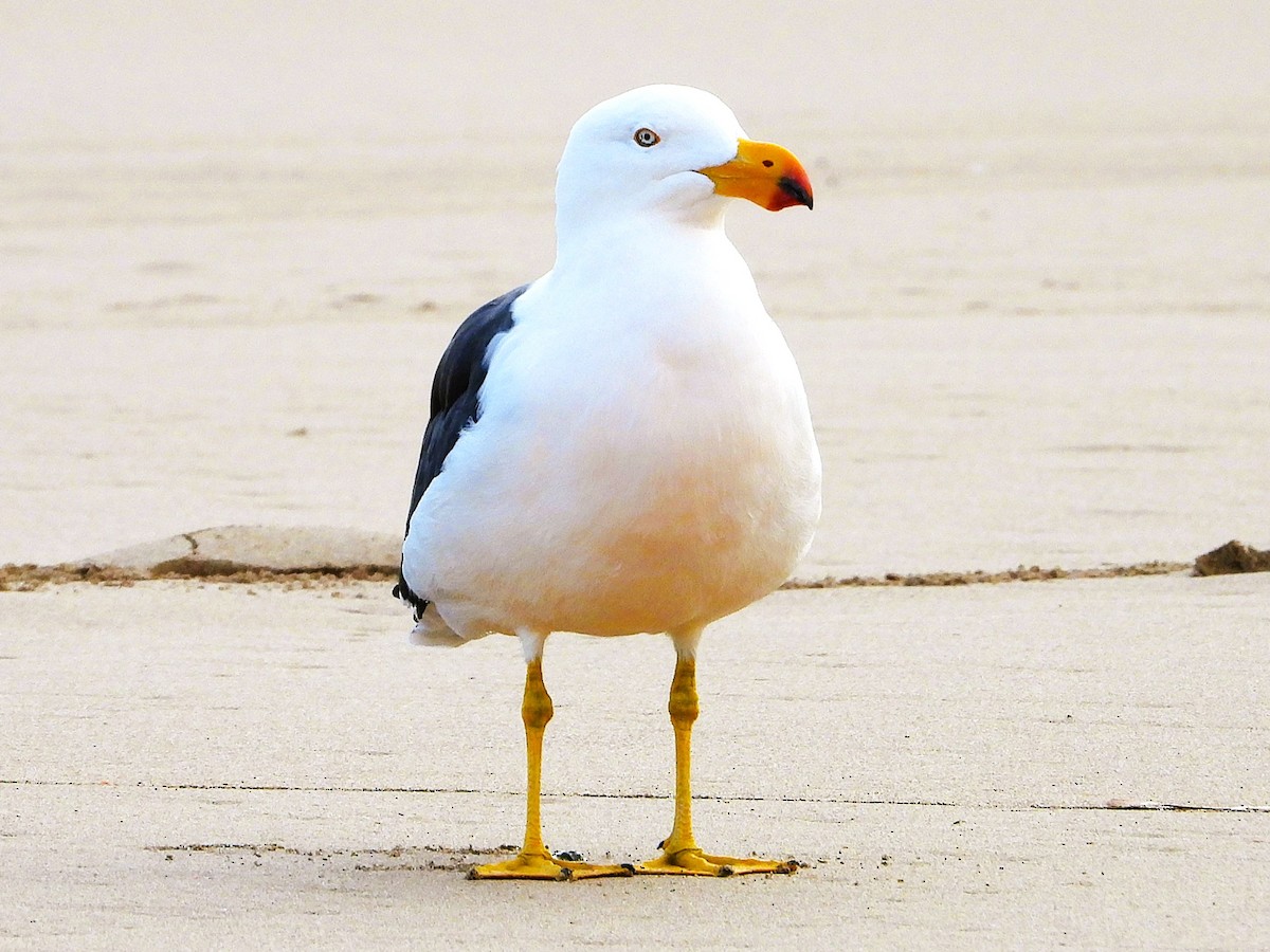 Pacific Gull - ML643206683