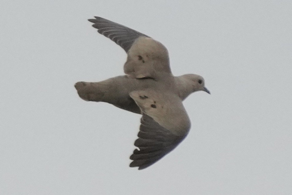 Pale-vented Pigeon - ML643206684