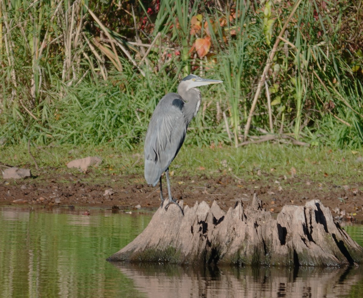 Great Blue Heron - ML643206694