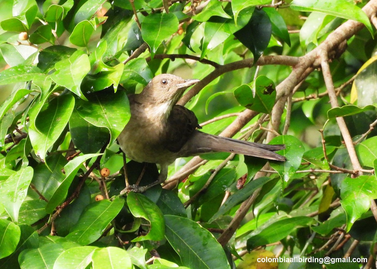 Black-billed Thrush - ML643206716