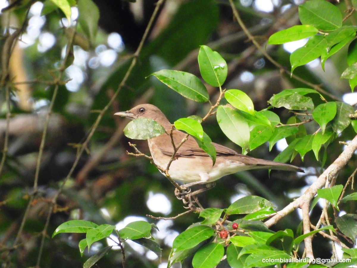 Black-billed Thrush - ML643206724