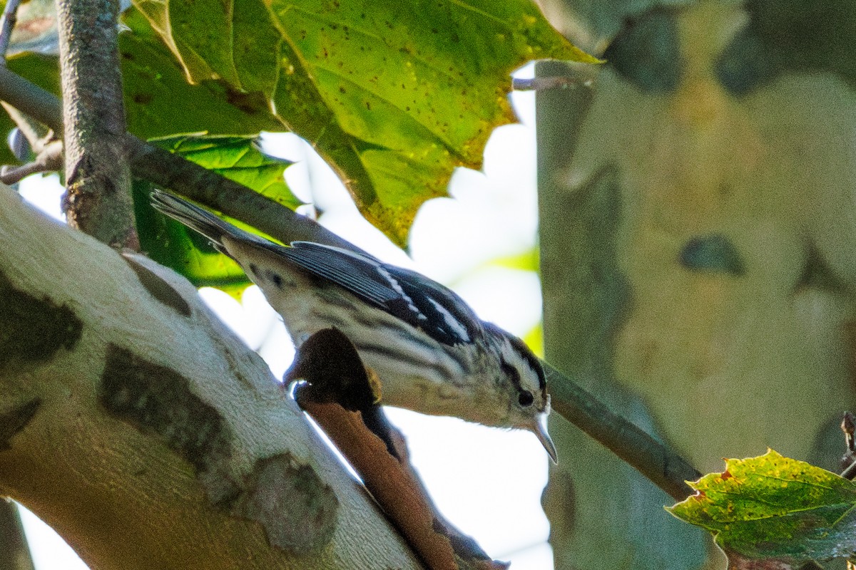 Black-and-white Warbler - ML643206728
