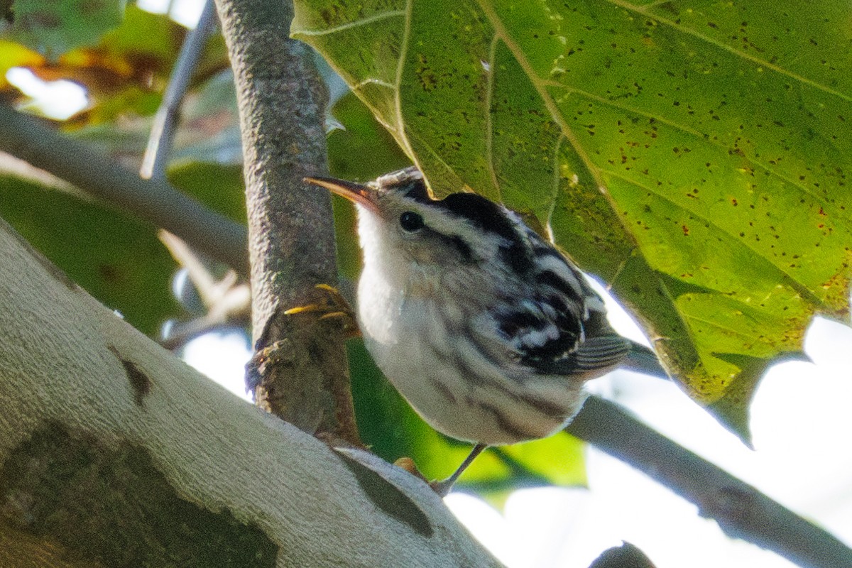 Black-and-white Warbler - ML643206736
