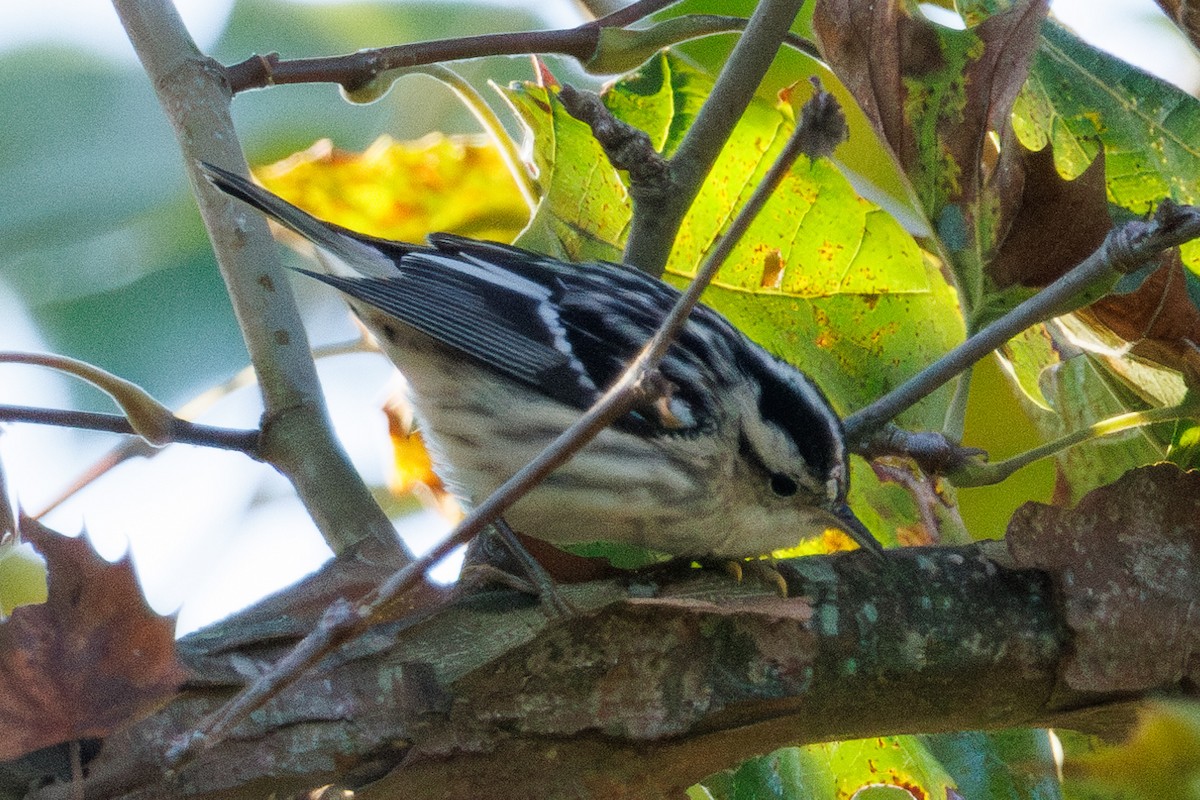 Black-and-white Warbler - ML643206741