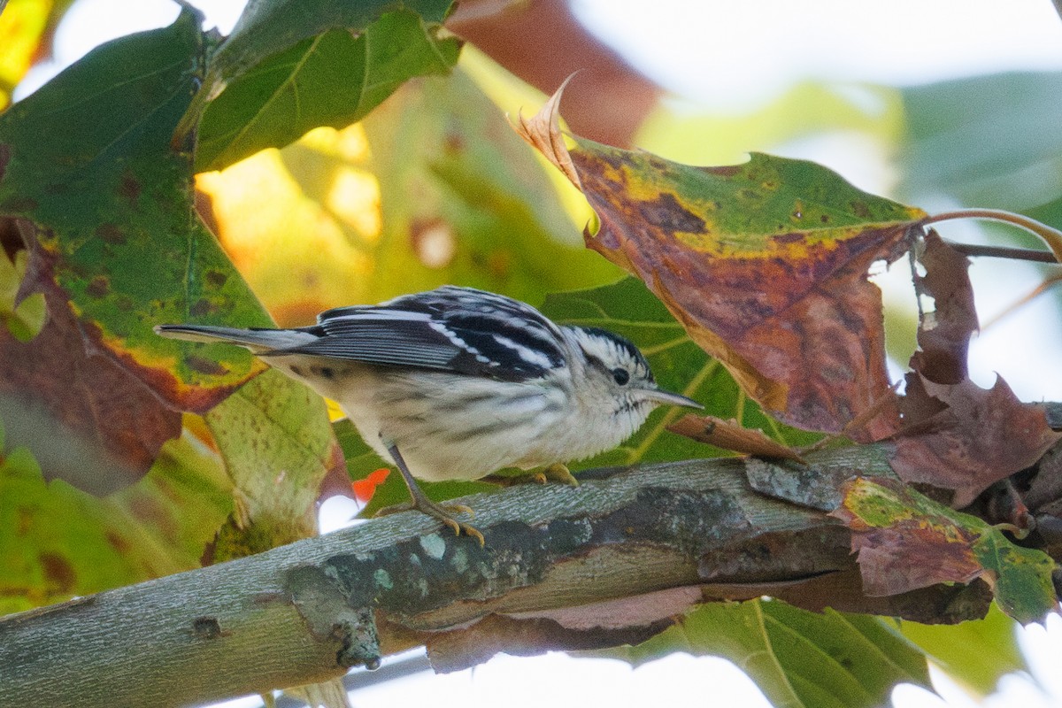 Black-and-white Warbler - ML643206748