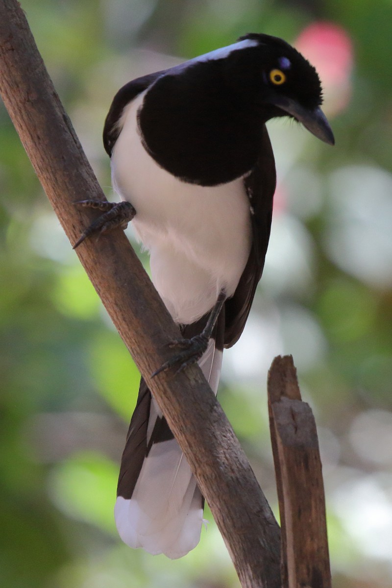 White-naped Jay - ML643206750