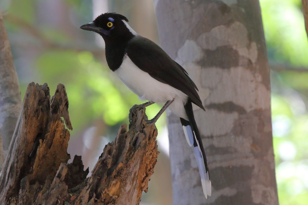 White-naped Jay - ML643206769