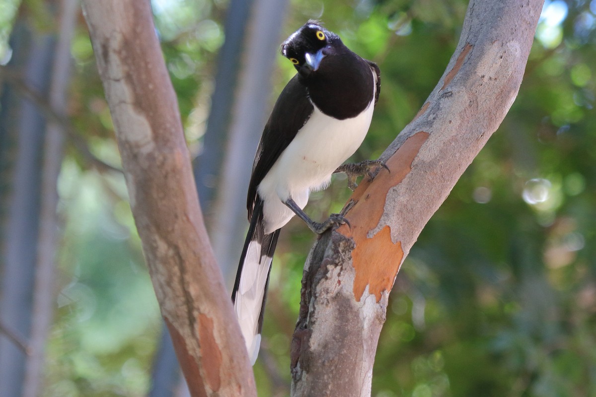 White-naped Jay - ML643206771